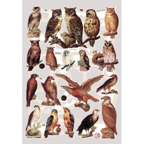 EF 7333 UGLER OG ROVFUGLER