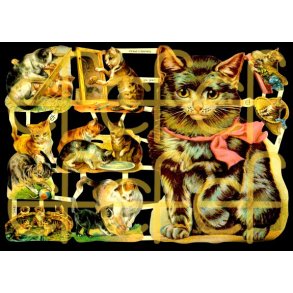 EF 7214 og 7238 KATTER