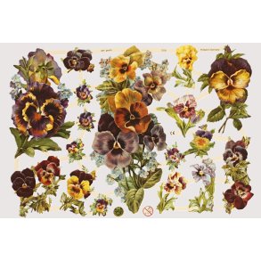 EF 7279 Stemorsblomster