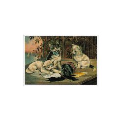 Katter Enkle Kort 3 ulike