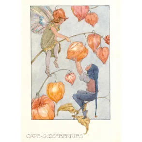 MARGARET TARRANT POSTKORT; PHYSALIS-ALVER