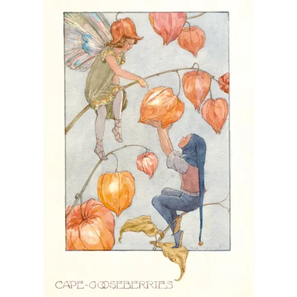 MARGARET TARRANT POSTKORT; PHYSALIS-ALVER